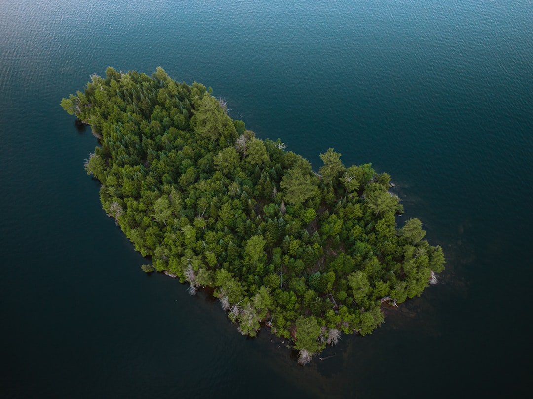 green and yellow tree on body of water