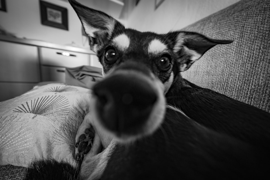 grayscale photo of black and white short coated dog