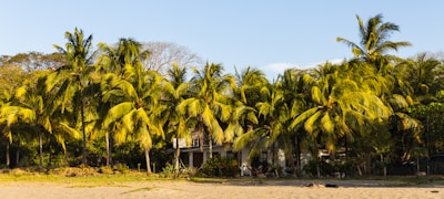 A cozy Florida bungalow with a sunlit porch and lush palm trees.