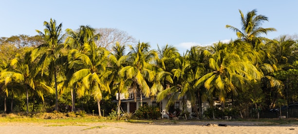 A charming Florida bungalow surrounded by palm trees on a sunny day.