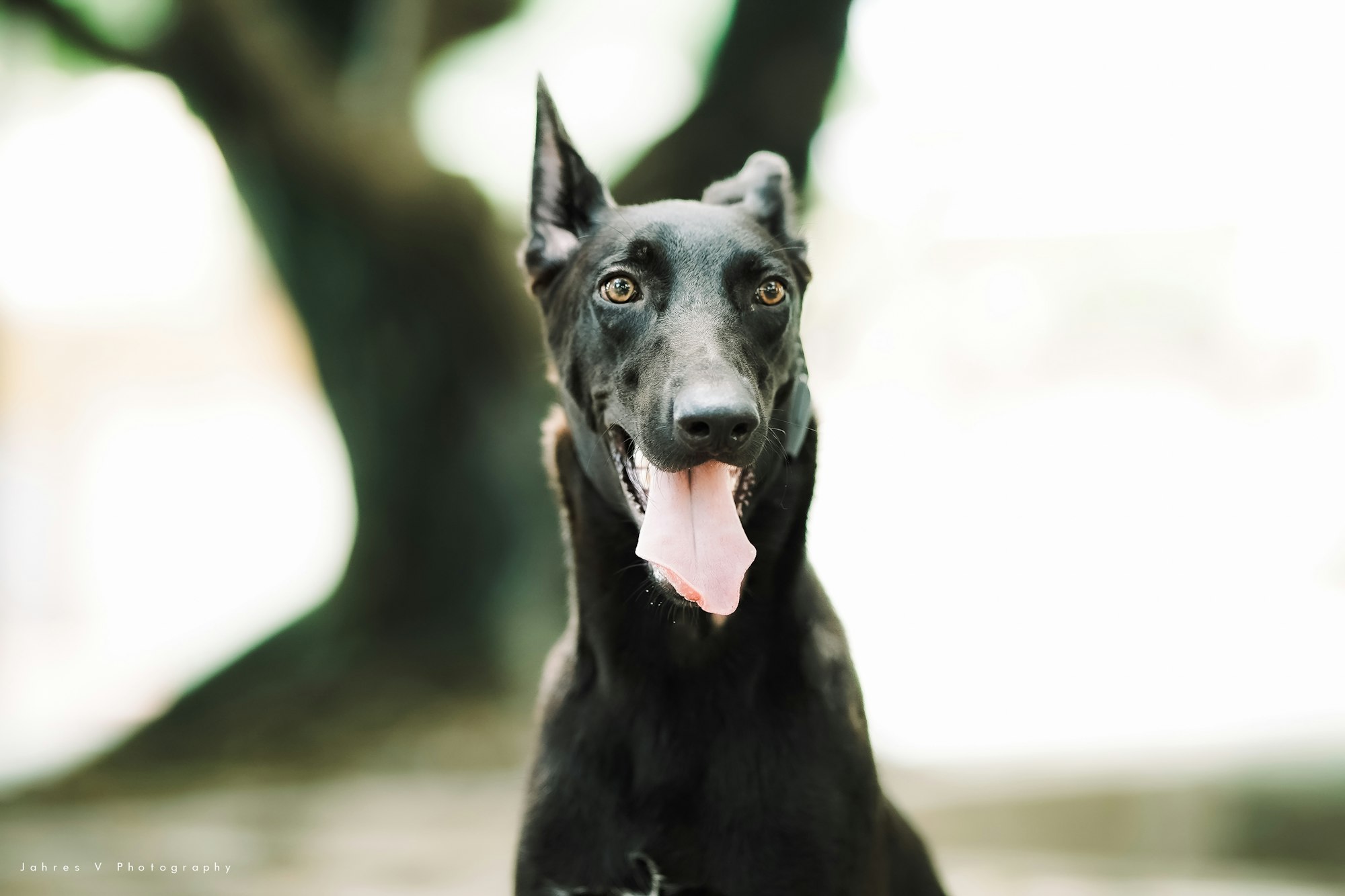 The Black Belgian Malinois: A Comprehensive Overview