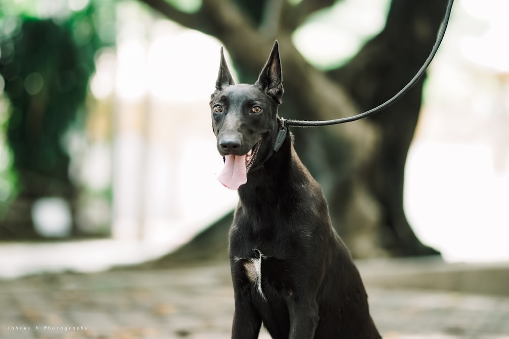 black short coat medium dog on road during daytime