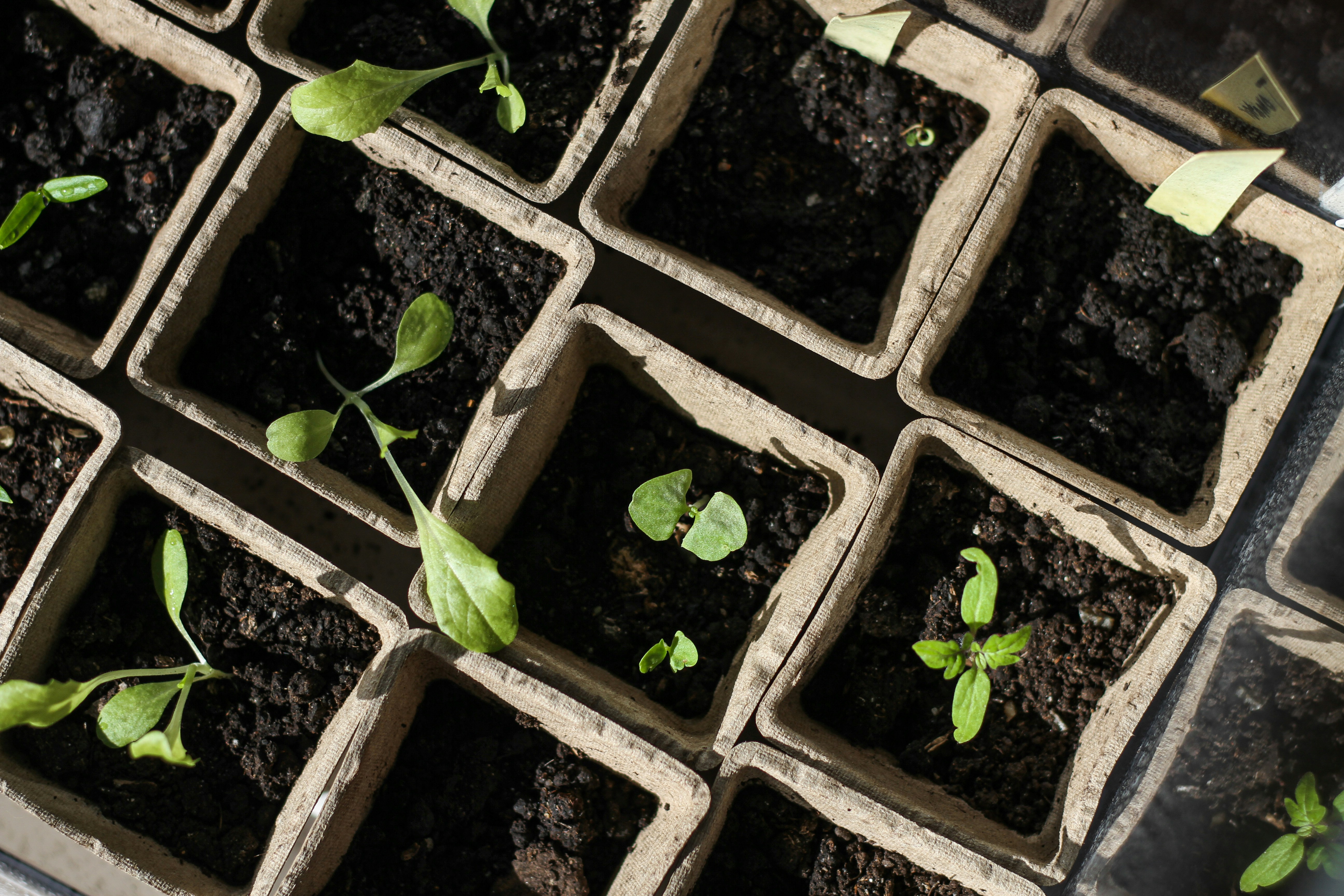 green plant on brown soil