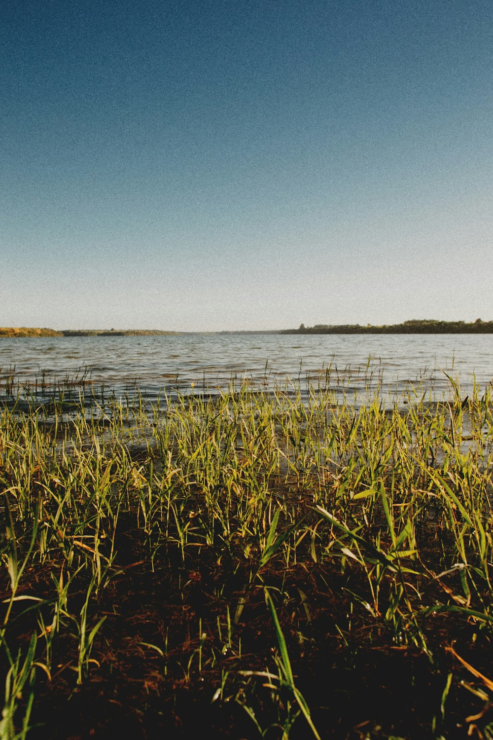 green grass on body of water during daytime