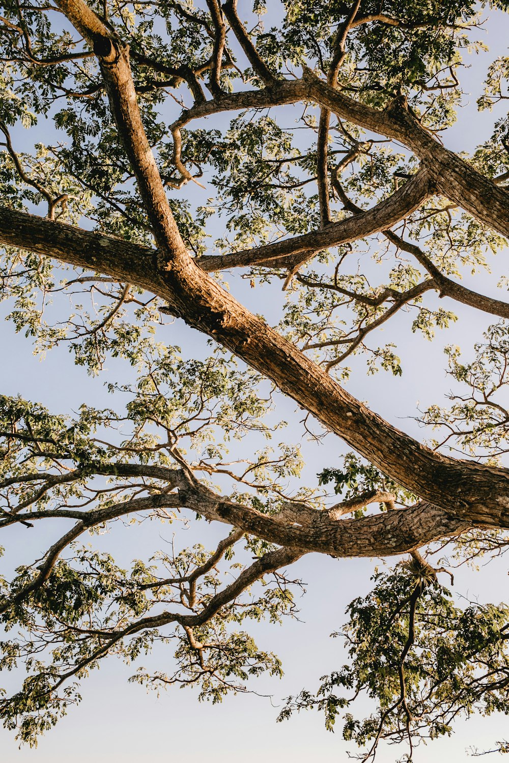 Fotografía de ángulo bajo de un árbol marrón durante el día