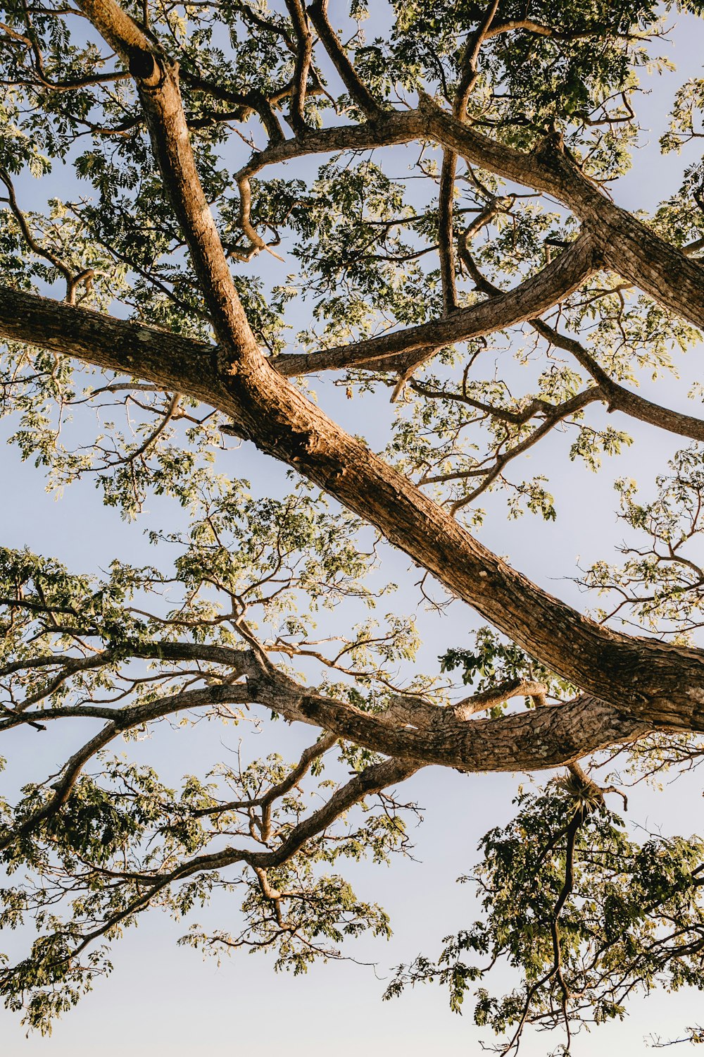 Low-Angle-Fotografie eines braunen Baumes während des Tages