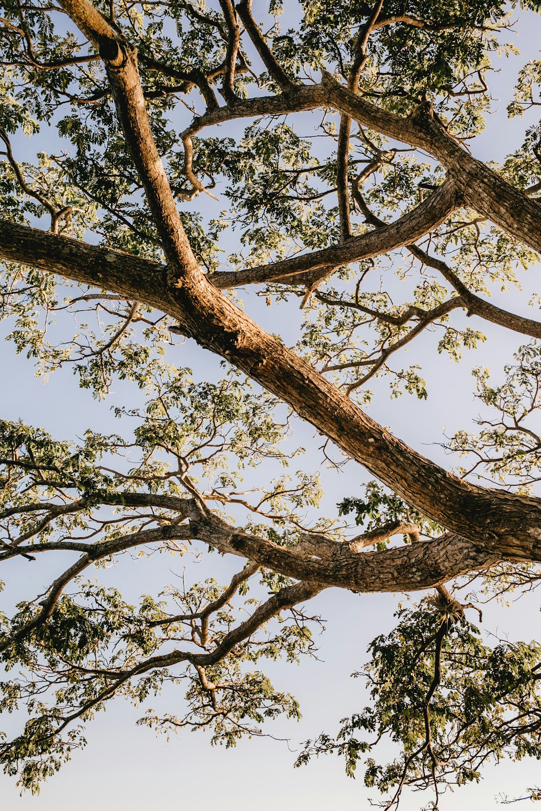 low angle photography of brown tree during daytime