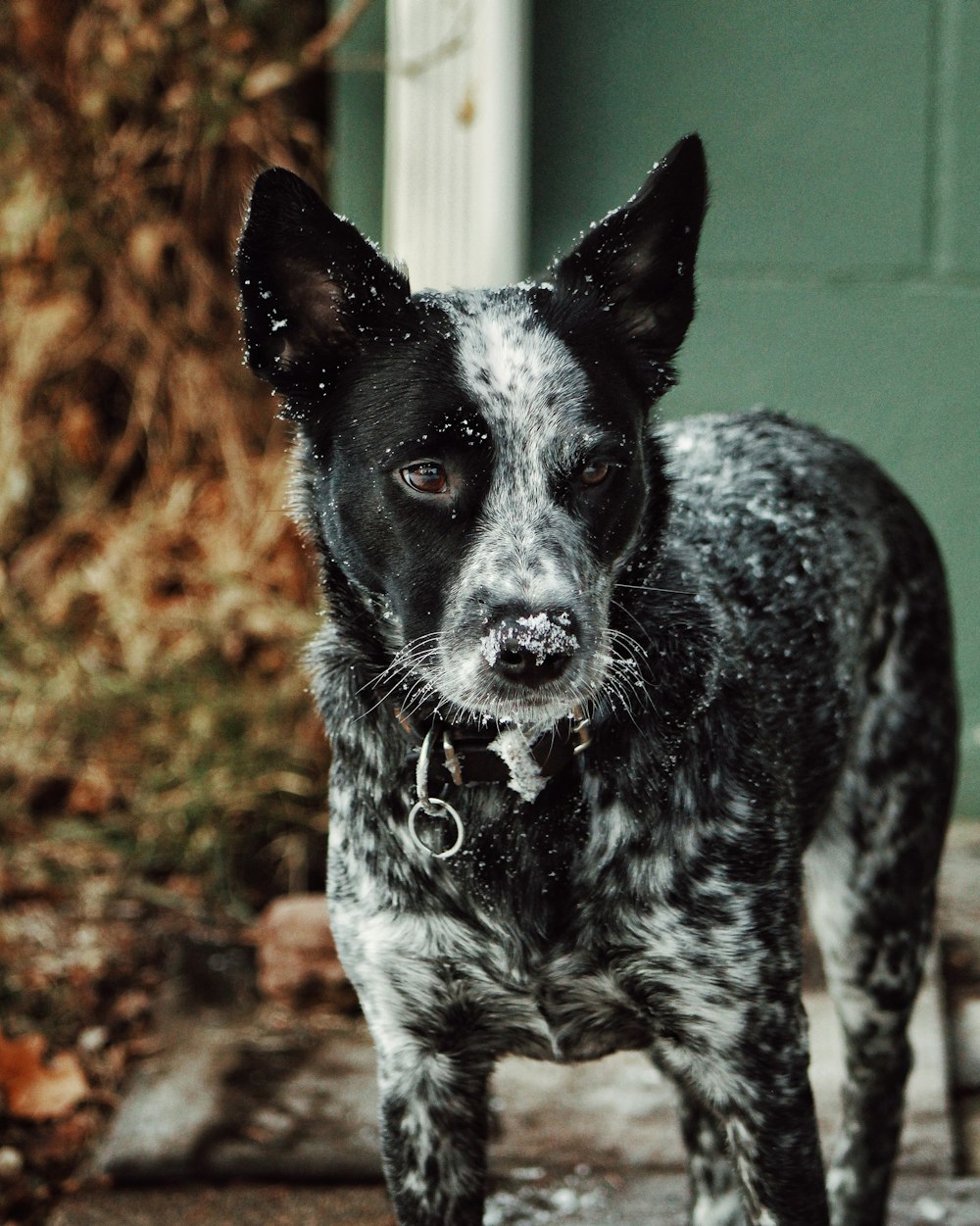 black and white short coated dog