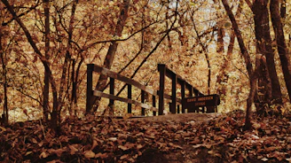 Hikers crossing a wooden bridge over a mountain stream surrounded by autumn foliage.