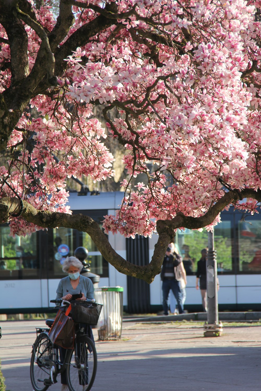 people walking on sidewalk near pink cherry blossom tree during daytime