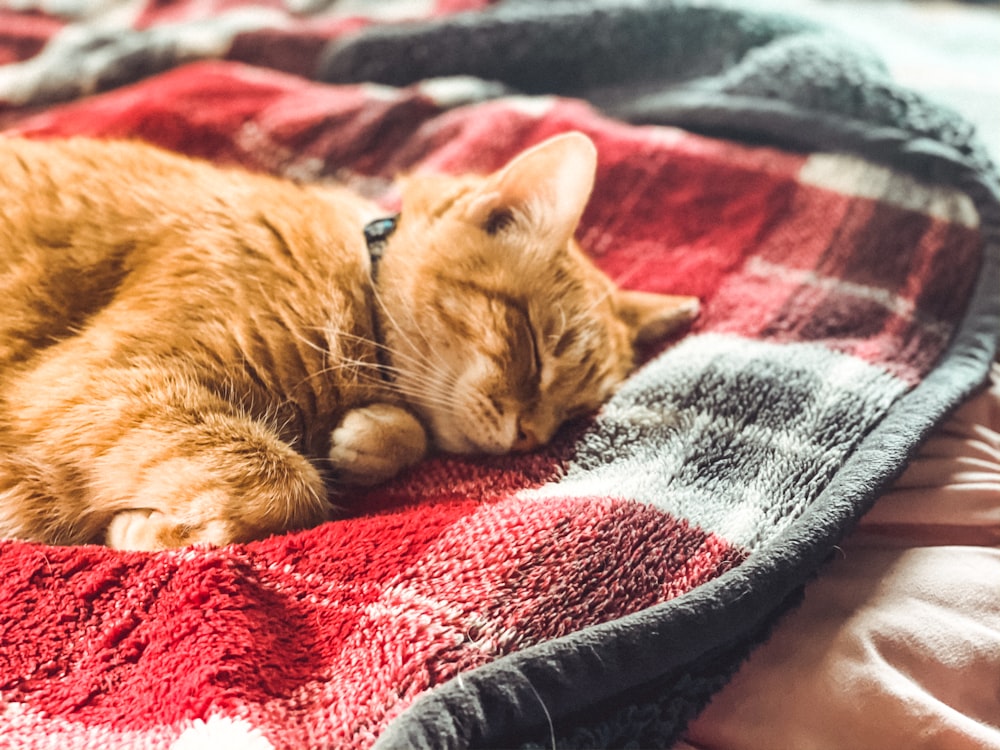 orange tabby cat lying on blue and red textile