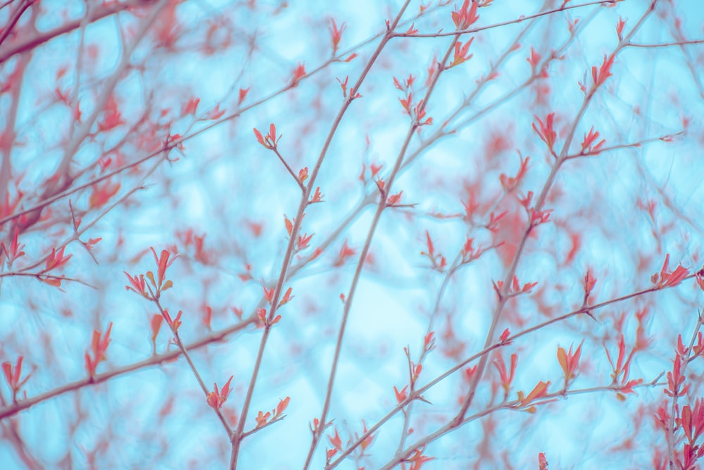 red and white tree branch