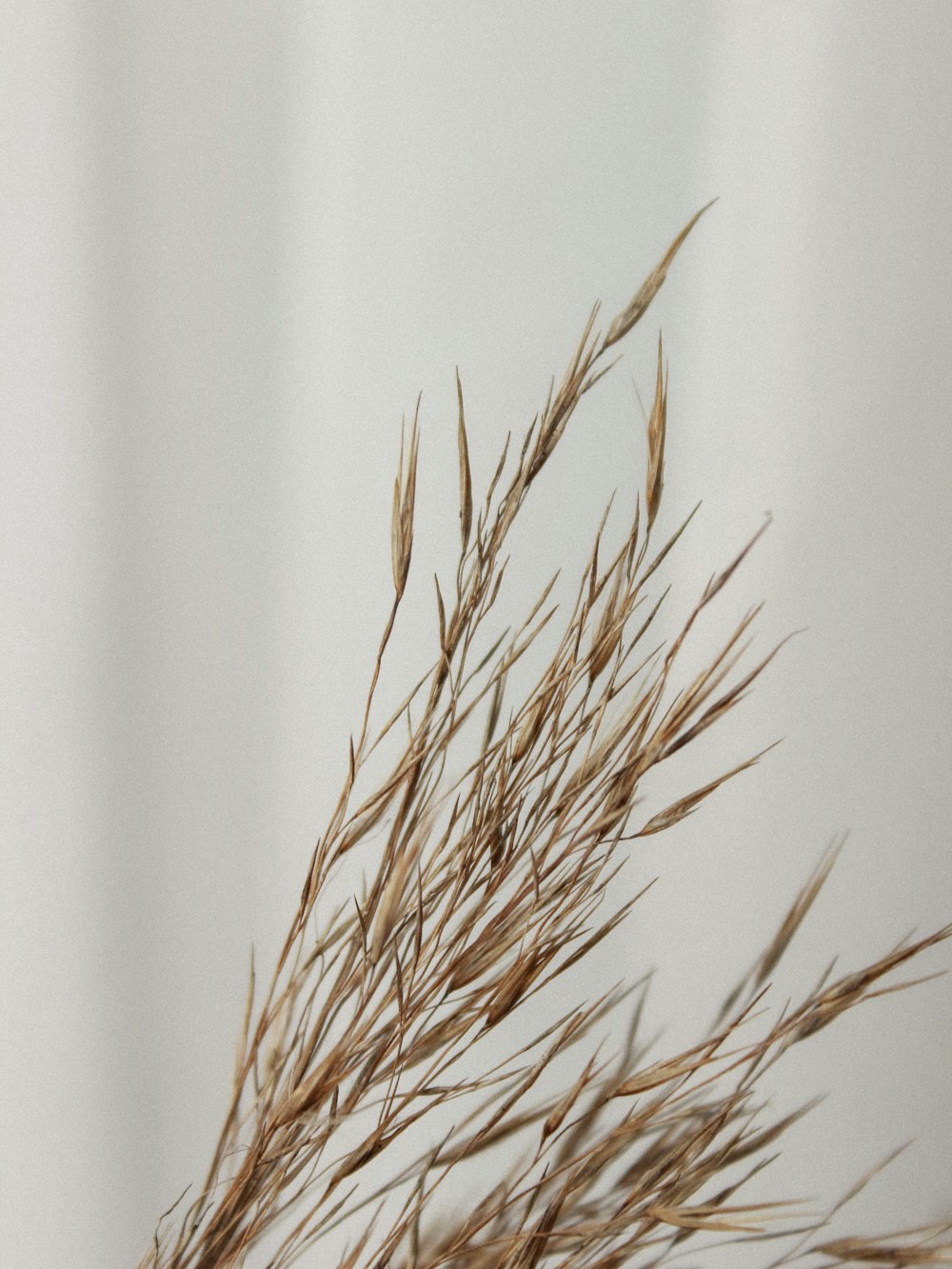 Braune Weizenpflanze an weißer Wand