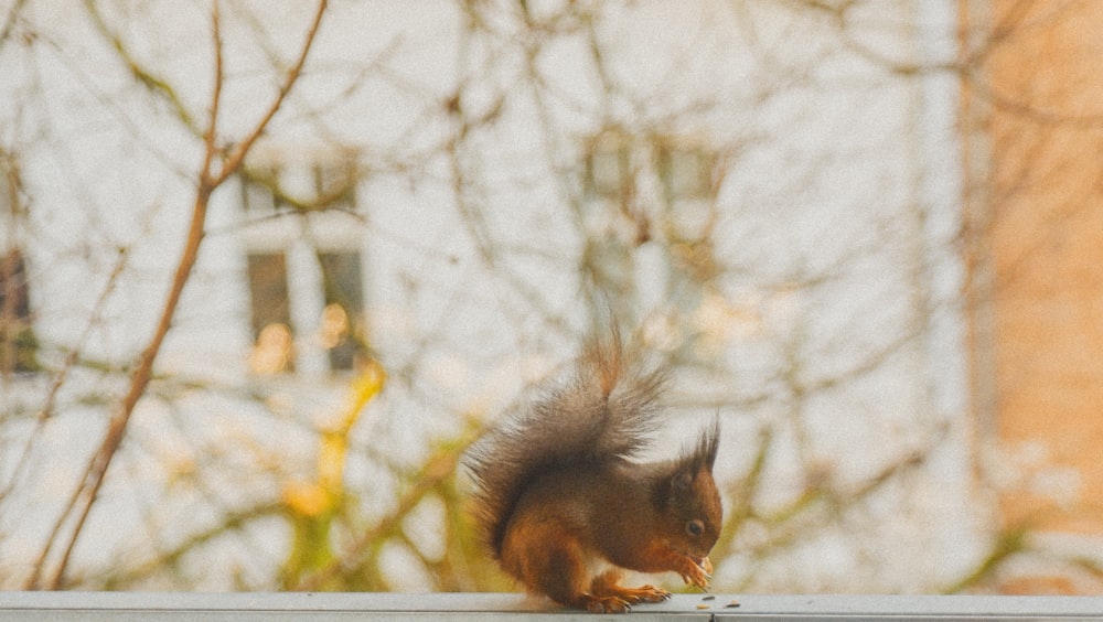 brown squirrel on tree branch during daytime