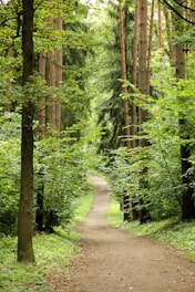 A serene forest path winds through tall trees, surrounded by lush green foliage, creating a tunnel-like effect. The path is earthy and narrow, inviting exploration and immersion in nature.
