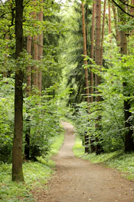 A peaceful forest trail winding through dense greenery inviting guests to explore nature.