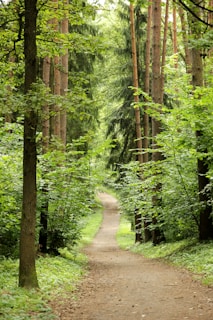 A winding forest trail inviting guests to explore nature during their retreat