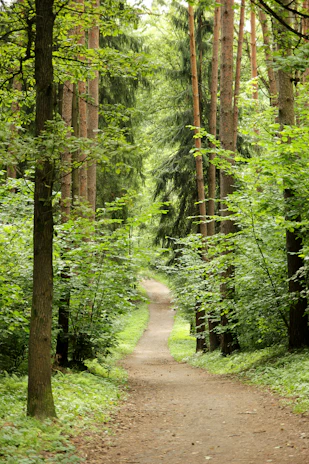 A serene path winding through tall trees, inviting calm and reflection.