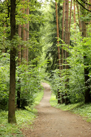 A serene nature trail winding through a lush forest, inviting sustainable exploration.