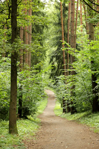A peaceful forest trail winding through dense greenery inviting guests to explore nature.