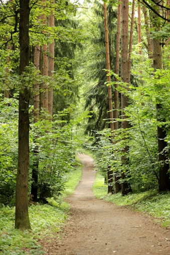 A serene forest path winds through tall trees, surrounded by lush green foliage, creating a tunnel-like effect. The path is earthy and narrow, inviting exploration and immersion in nature.