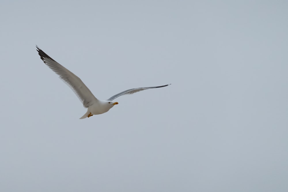 pájaro blanco volando durante el día