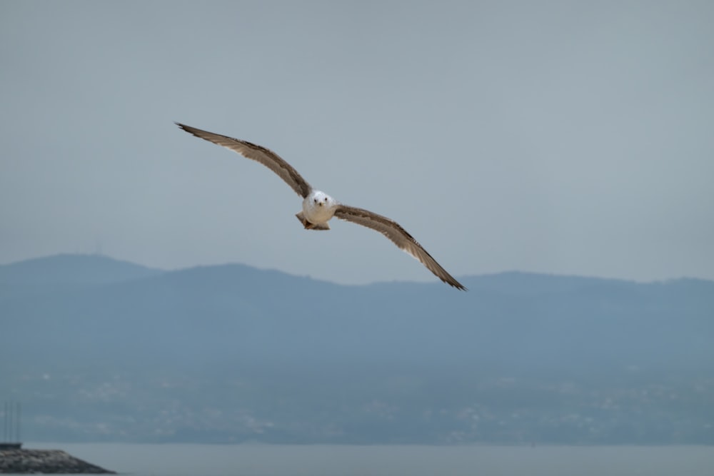 white and black bird flying