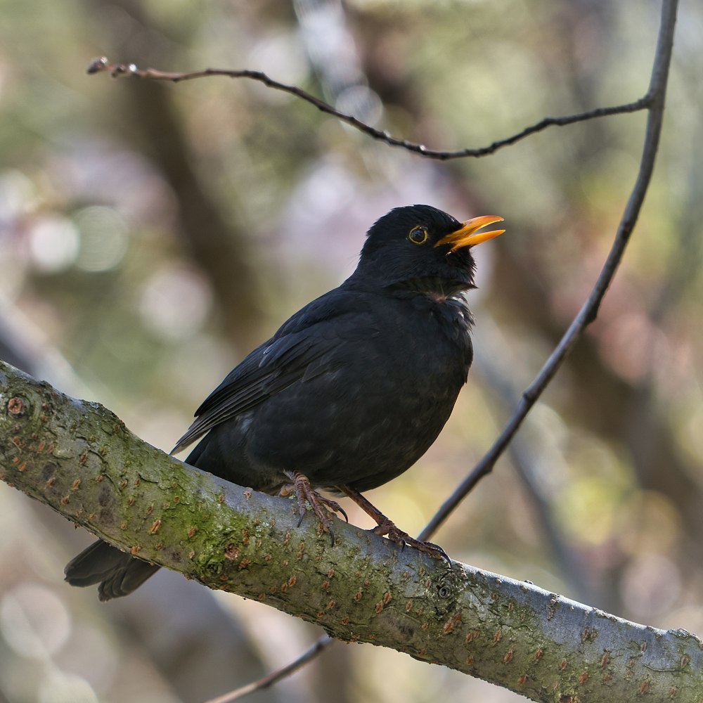 uccello nero sul ramo dell'albero durante il giorno