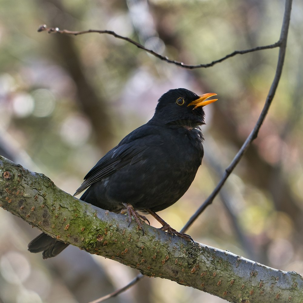 Schwarzer Vogel tagsüber am Ast