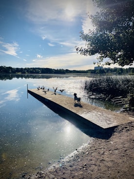 A tranquil lakeside scene features a long wooden dock extending into the water. Ducks are positioned on the dock, some walking towards the water. A small dog stands to the side, casting a shadow. The sky is a mix of blue with scattered clouds, and sunlight reflects off the calm lake surface. Trees line the far shore, and the right foreground has some foliage.