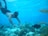 A person wearing snorkeling gear swims underwater surrounded by various fish and coral formations. The scene captures a clear view of marine life in a vibrant ocean setting.