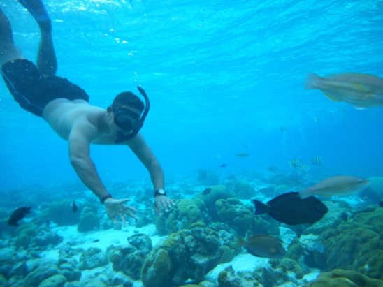 A person wearing snorkeling gear swims underwater surrounded by various fish and coral formations. The scene captures a clear view of marine life in a vibrant ocean setting.