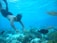 A person wearing snorkeling gear swims underwater surrounded by various fish and coral formations. The scene captures a clear view of marine life in a vibrant ocean setting.