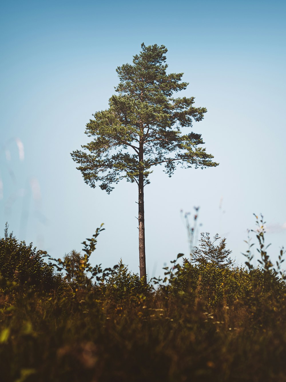 green tree under blue sky during daytime