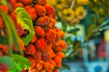 Close-up of colorful fruit clusters ready for harvest at the nursery.