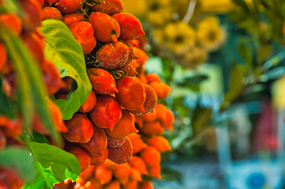 A close-up of colorful fruit plants with ripe fruits hanging, set against a green backdrop.