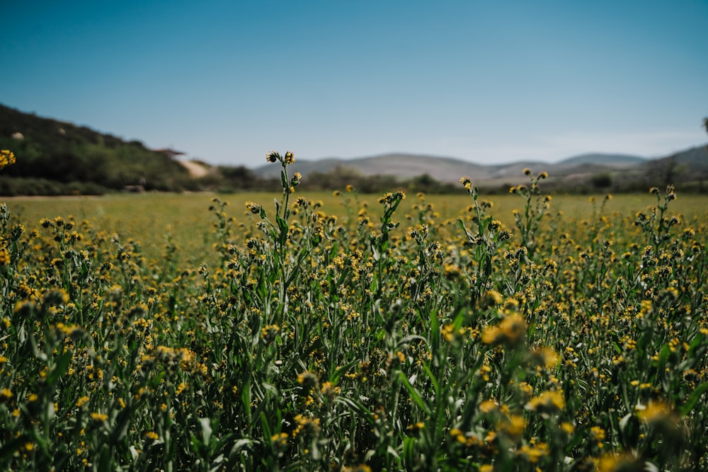 yellow flower field during daytime