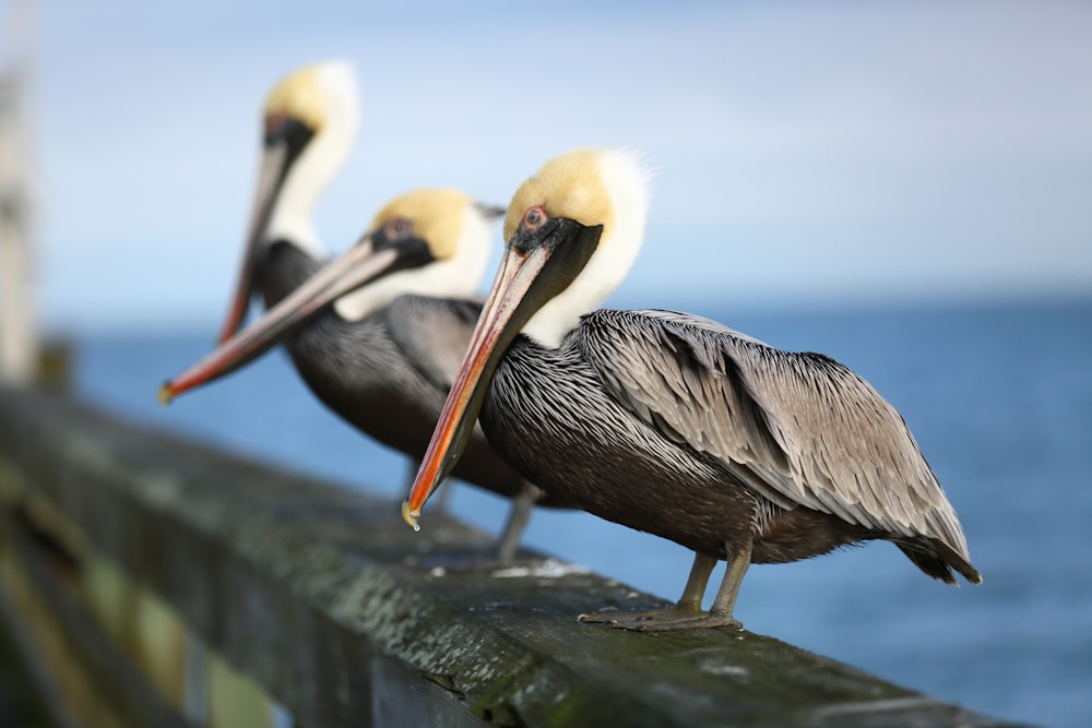 pelican on gray concrete wall during daytime