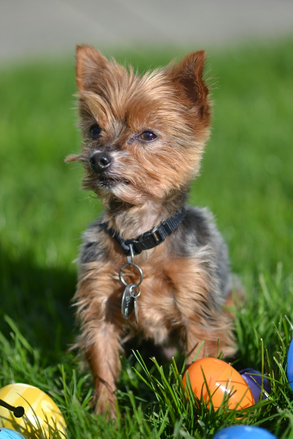 brown and black yorkshire terrier puppy on green grass field during daytime