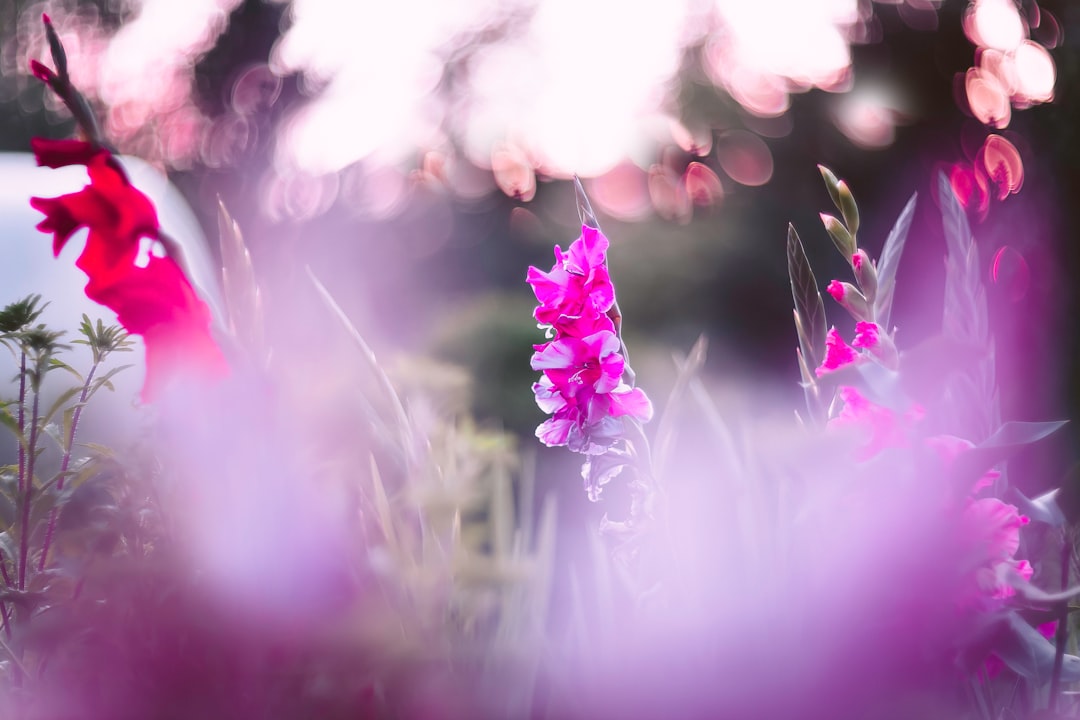 pink flower in tilt shift lens