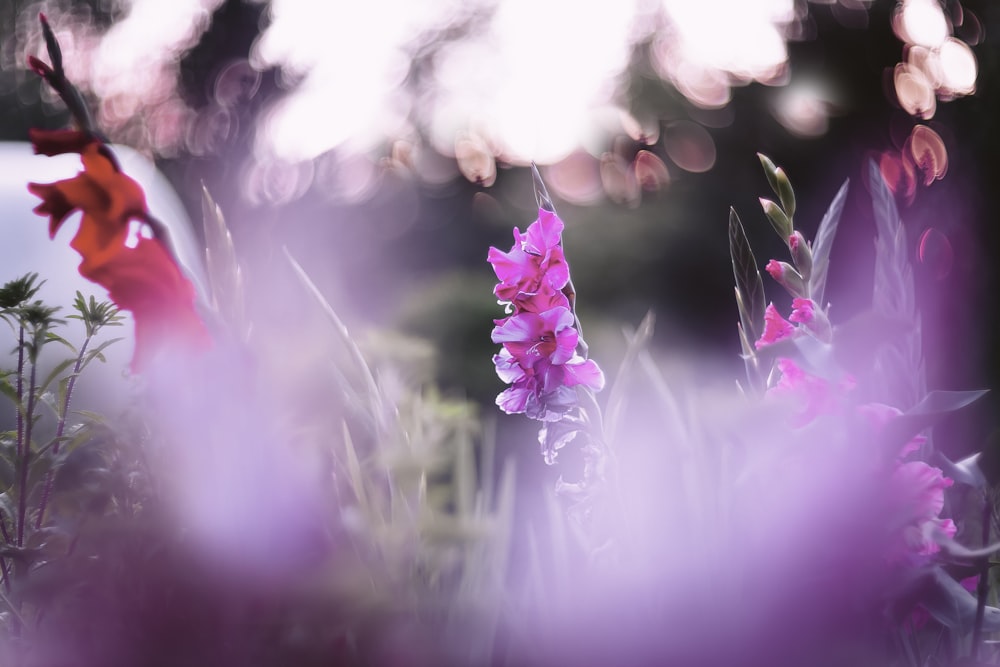 pink flower in tilt shift lens