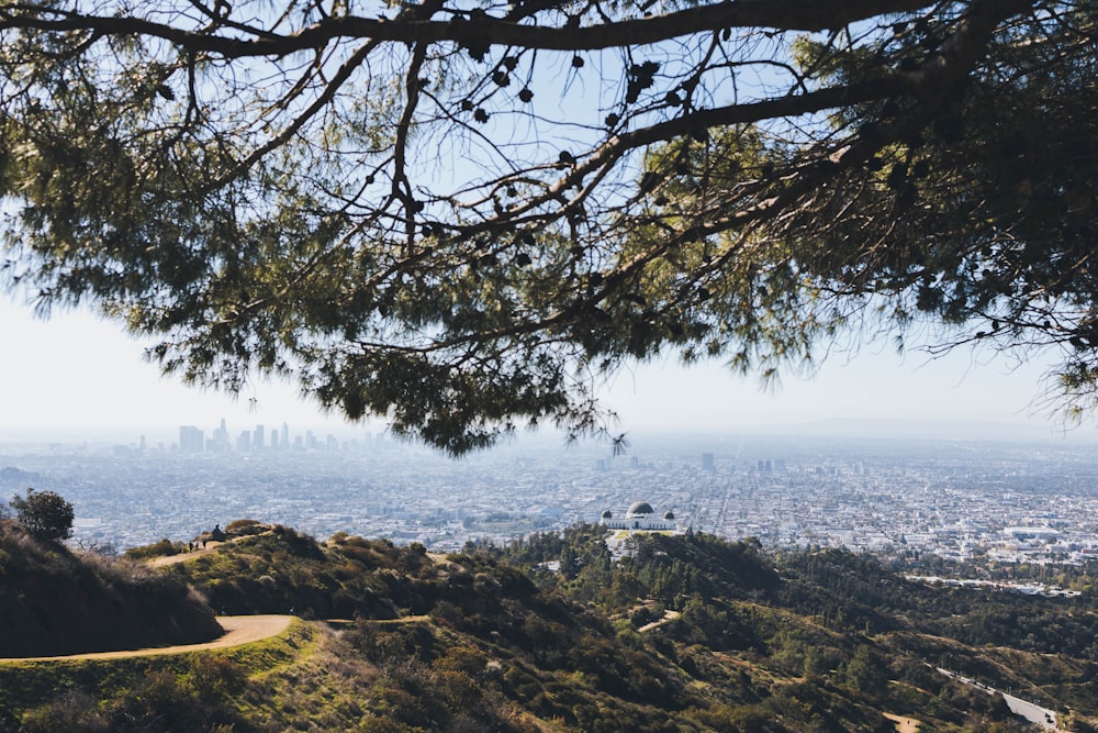 Árbol marrón en campo marrón cerca del cuerpo de agua durante el día