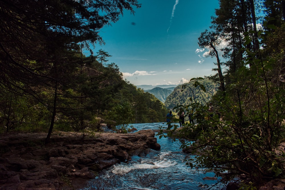 green trees near river under blue sky during daytime