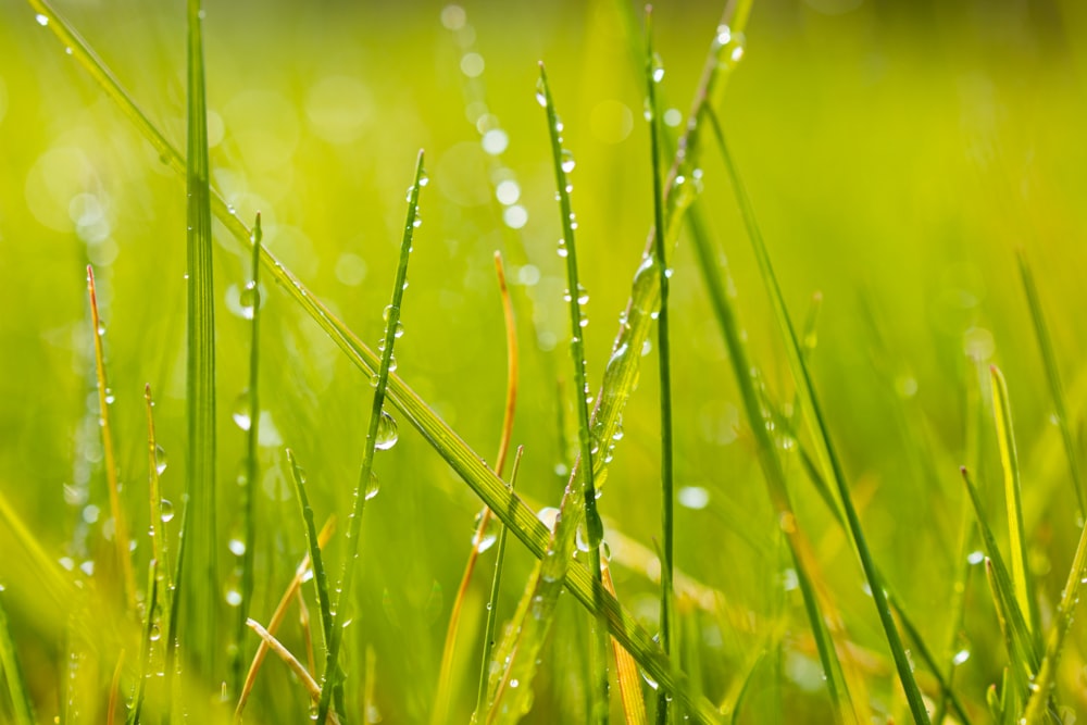 gotículas de água na grama verde durante o dia