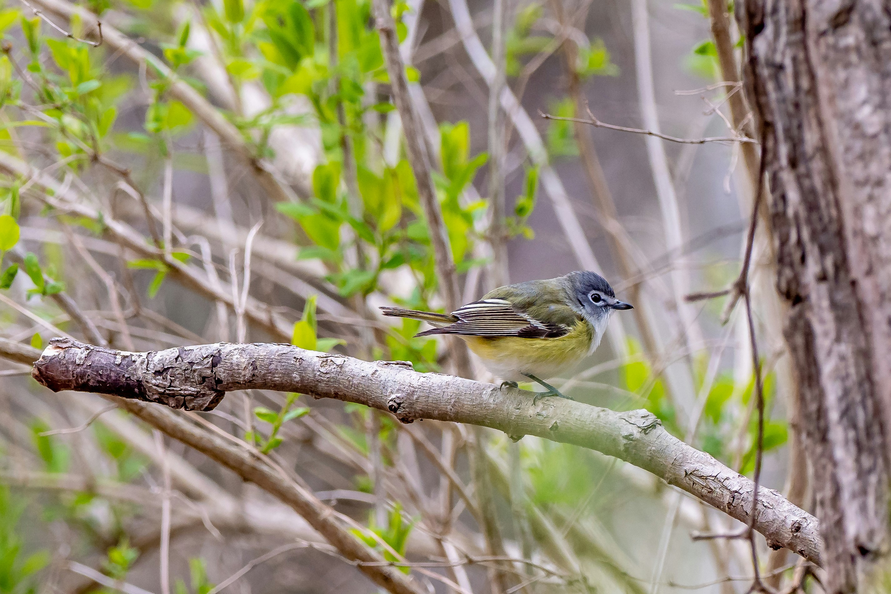 Brown and black bird on brown tree branch during daytime photo – Free ...
