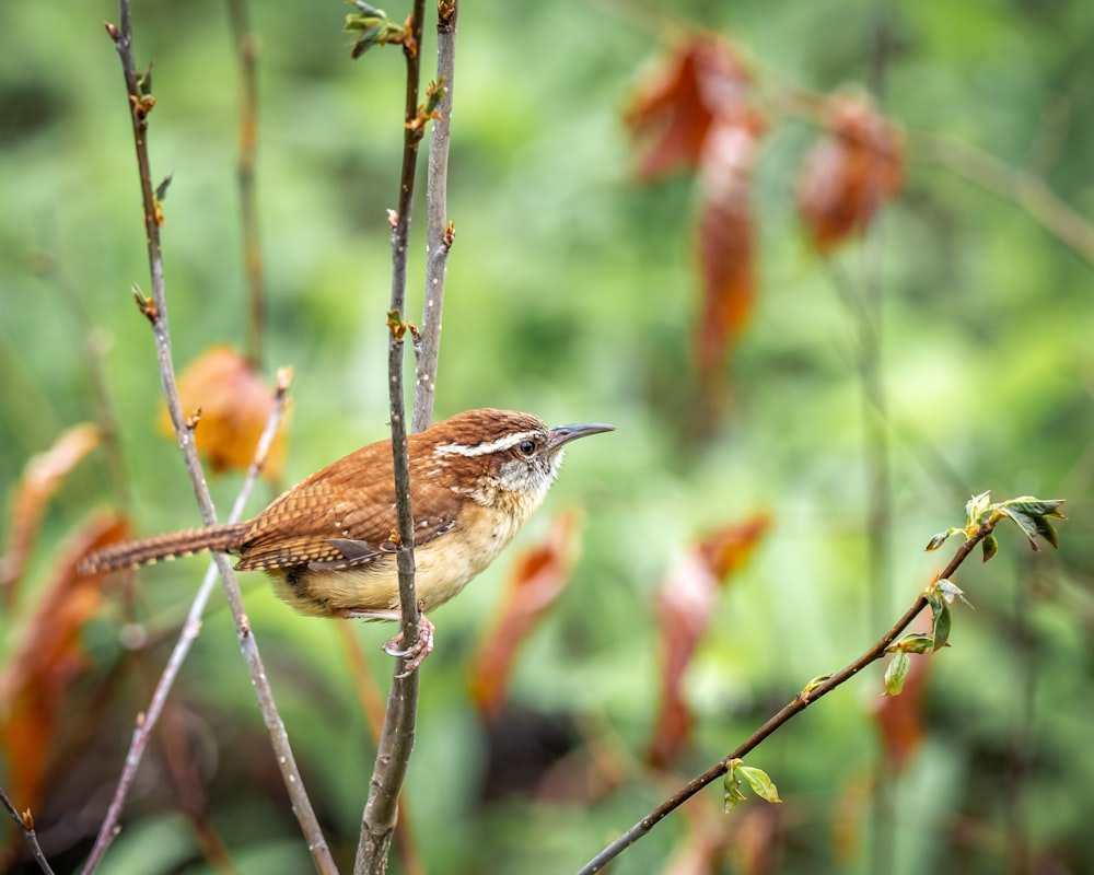 Uccello marrone sul ramo marrone dell'albero durante il giorno