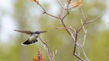 A close-up of a canary mid-flight against a soft background.