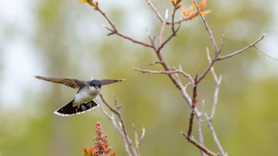 A close-up of a canary mid-flight against a soft background.