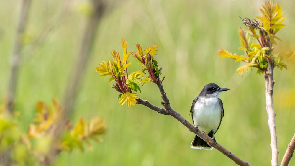 white and black bird on brown plant