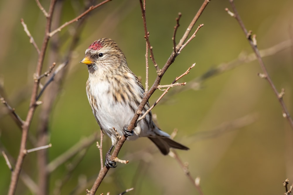 brown and white bird on brown tree branch